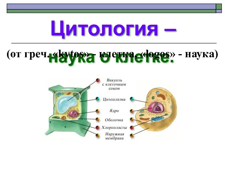 Цитология – наука о клетке. (от греч. «kytos» - клетка, «logos» - наука)