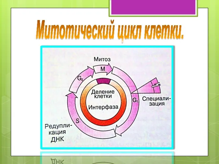 Митотический цикл клетки.