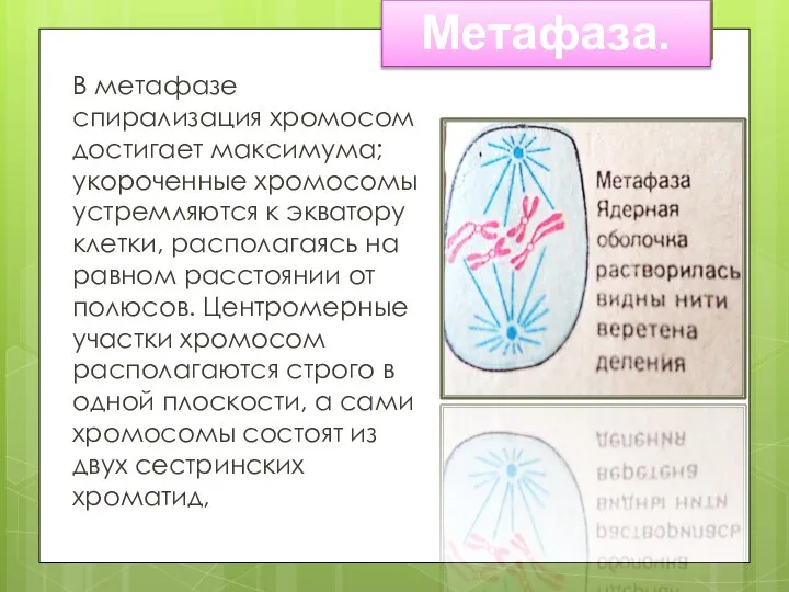 В метафазе спирализация хромосом достигает максимума; укороченные хромосомы устремляются к экватору клетки,