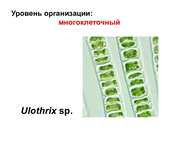 Уровень организации: многоклеточный Ulothrix sp.