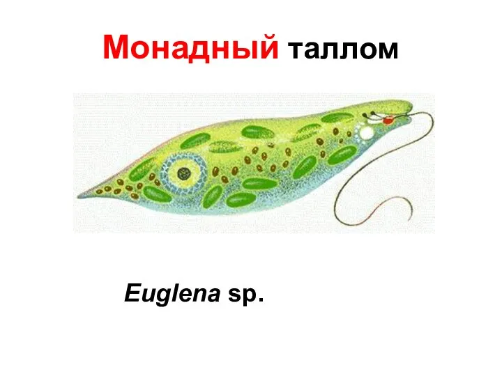 Монадный таллом Euglena sp.