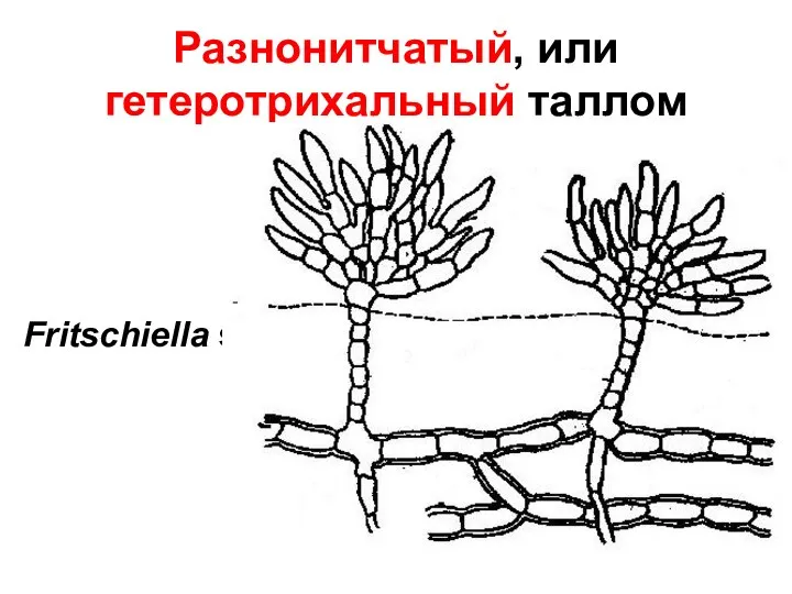 Разнонитчатый, или гетеротрихальный таллом Fritschiella sp.
