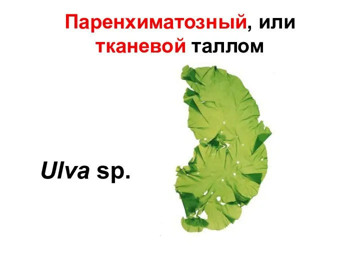 Паренхиматозный, или тканевой таллом Ulva sp.