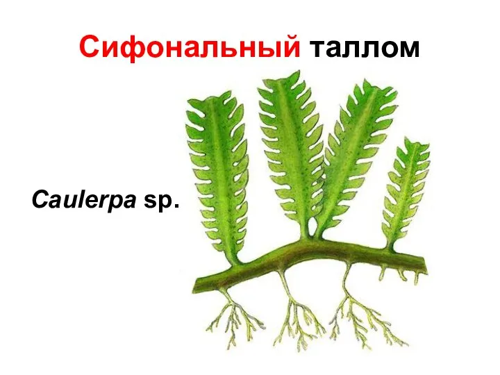 Сифональный таллом Caulerpa sp.