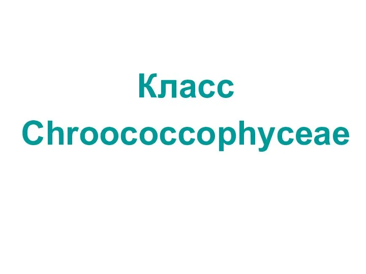 Класс Chroococcophyceae