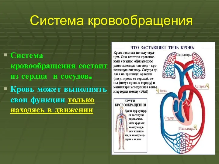 Система кровообращения Система кровообращения состоит из сердца и сосудов. Кровь может выполнять