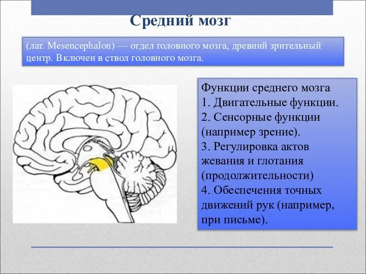 Средний мозг Функции среднего мозга 1. Двигательные функции. 2. Сенсорные функции (например