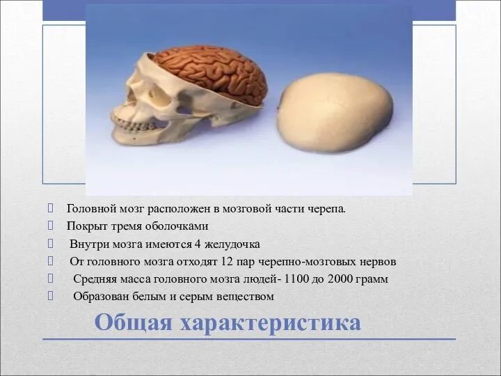 Общая характеристика Головной мозг расположен в мозговой части черепа. Покрыт тремя оболочками
