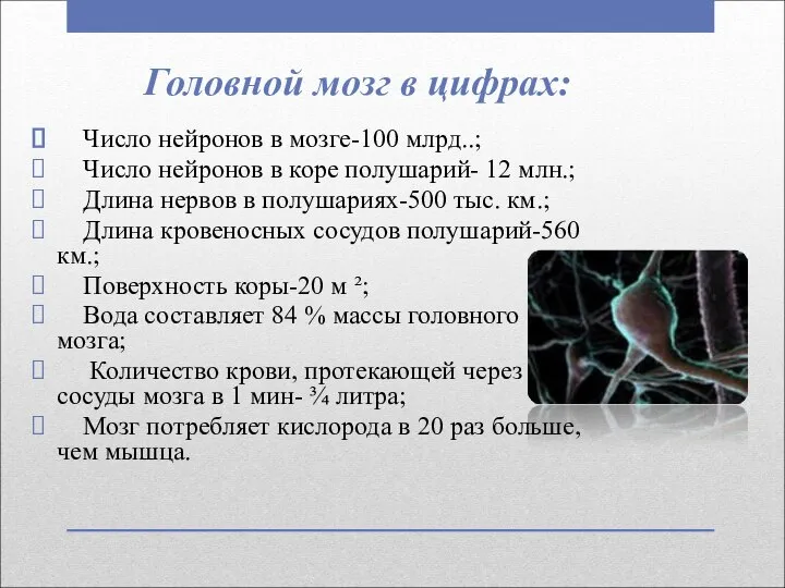Головной мозг в цифрах: Число нейронов в мозге-100 млрд..; Число нейронов в