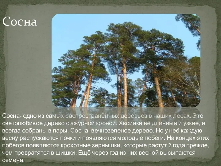 Сосна Сосна- одно из самых распространённых деревьев в наших лесах. Это светолюбивое