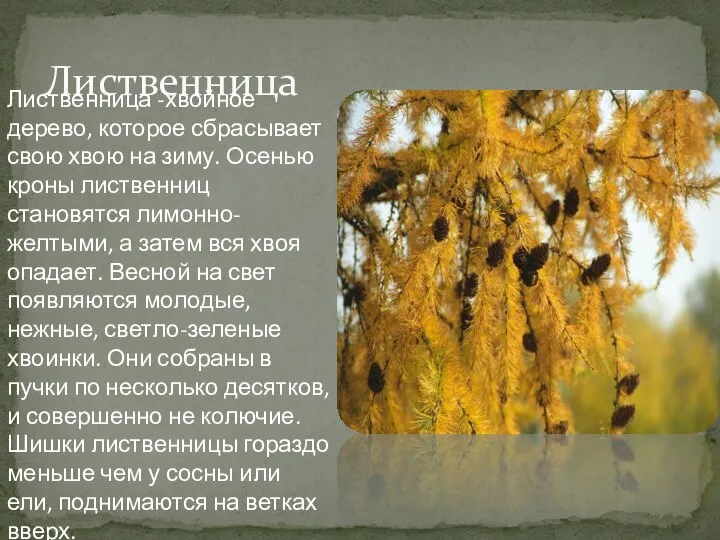 Лиственница Лиственница -хвойное дерево, которое сбрасывает свою хвою на зиму. Осенью кроны