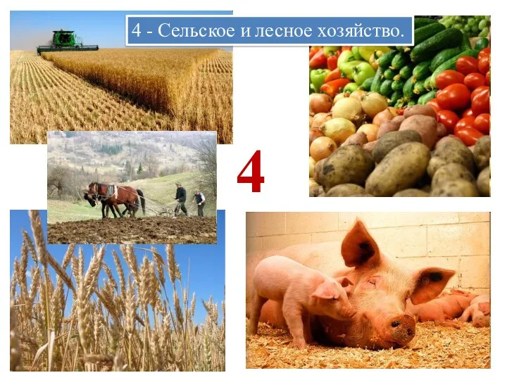 4 4 - Сельское и лесное хозяйство.