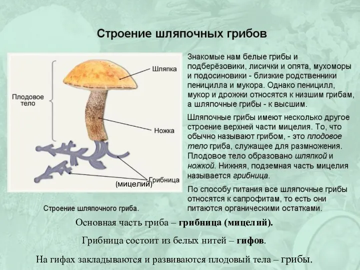 (мицелий) Основная часть гриба – грибница (мицелий). Грибница состоит из белых нитей