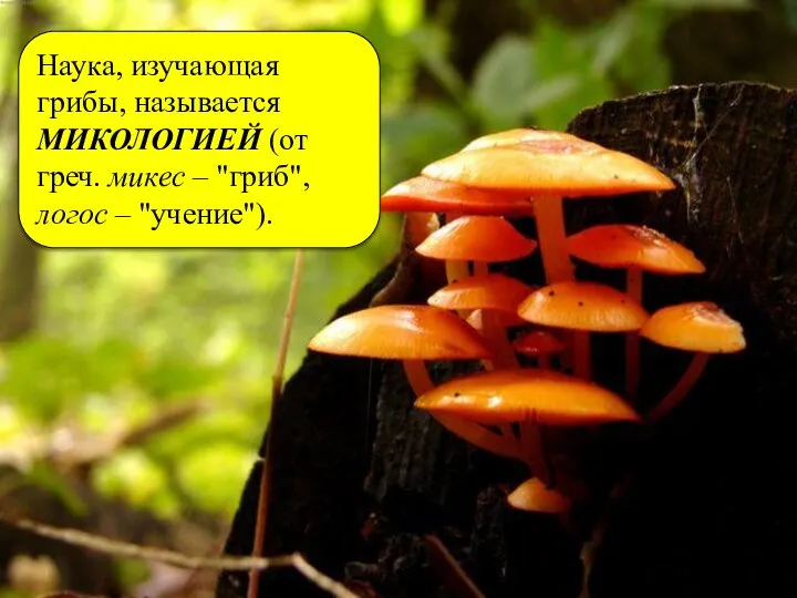 Наука, изучающая грибы, называется МИКОЛОГИЕЙ (от греч. микес – "гриб", логос – "учение").