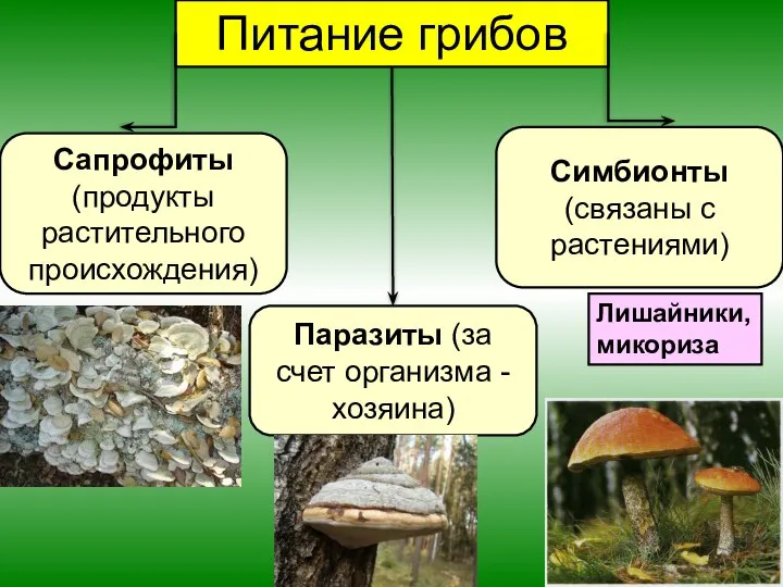 Питание грибов Сапрофиты (продукты растительного происхождения) Паразиты (за счет организма - хозяина)