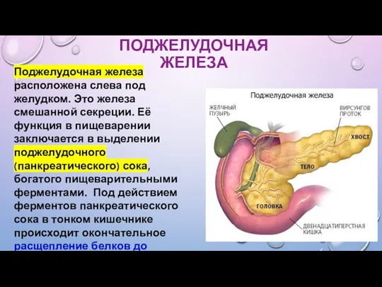 ПОДЖЕЛУДОЧНАЯ ЖЕЛЕЗА Поджелудочная железа расположена слева под желудком. Это железа смешанной секреции.