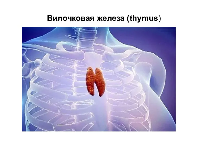 Вилочковая железа (thymus)