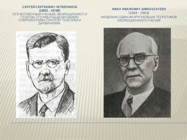 СЕРГЕЙ СЕРГЕЕВИЧ ЧЕТВЕРИКОВ (1882 – 1959) Отечественный ученый, эволюционист и генетик. Его