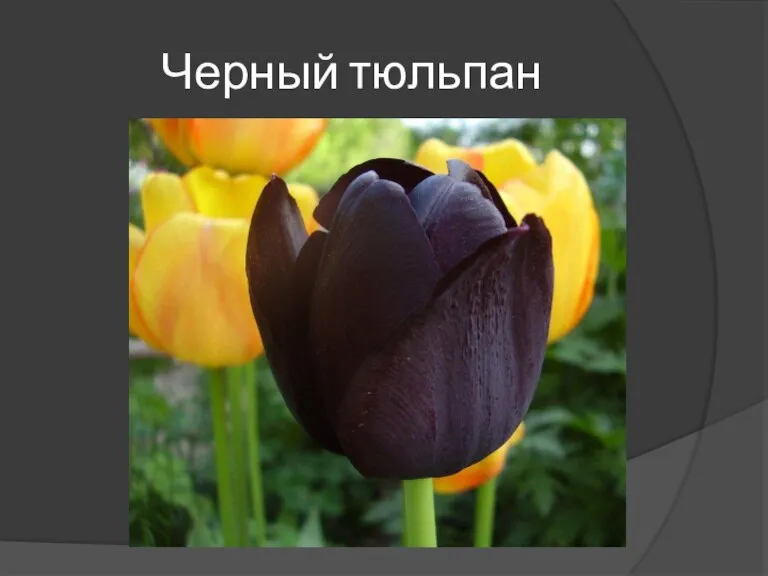 Черный тюльпан