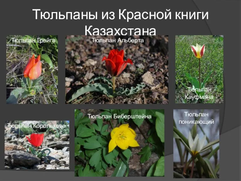 Тюльпаны из Красной книги Казахстана Тюльпан Грейга Тюльпан Альберта Тюльпан Биберштейна Тюльпан