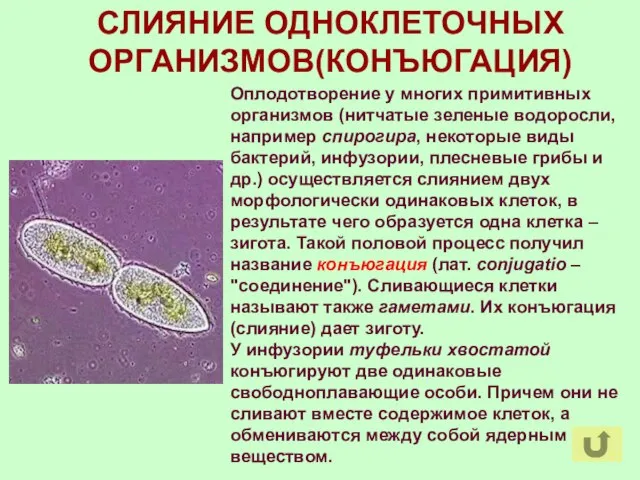 СЛИЯНИЕ ОДНОКЛЕТОЧНЫХ ОРГАНИЗМОВ(КОНЪЮГАЦИЯ) Оплодотворение у многих примитивных организмов (нитчатые зеленые водоросли, например
