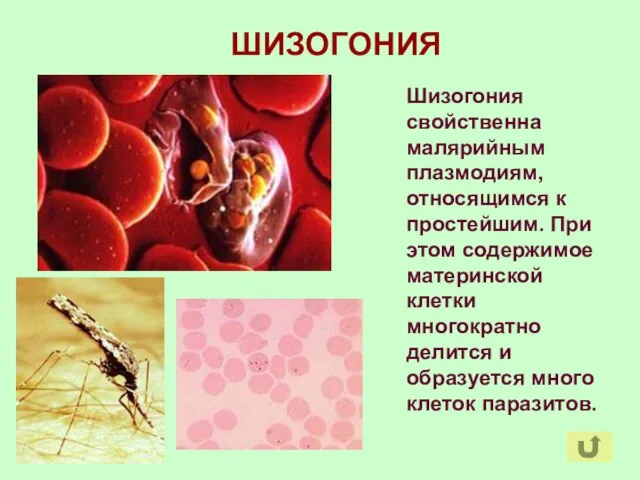 ШИЗОГОНИЯ Шизогония свойственна малярийным плазмодиям, относящимся к простейшим. При этом содержимое материнской