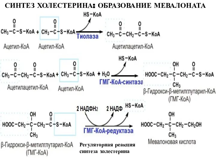 СИНТЕЗ ХОЛЕСТЕРИНА: ОБРАЗОВАНИЕ МЕВАЛОНАТА Регуляторная реакция синтеза холестерина