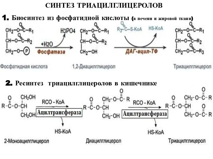 СИНТЕЗ ТРИАЦИЛГЛИЦЕРОЛОВ 1. Биосинтез из фосфатидной кислоты (в печени и жировой ткани)