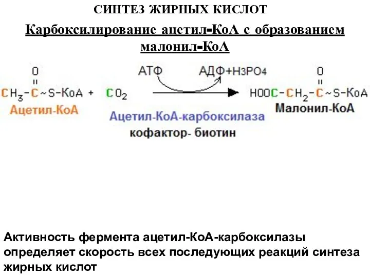 СИНТЕЗ ЖИРНЫХ КИСЛОТ Активность фермента ацетил-КоА-карбоксилазы определяет скорость всех последующих реакций синтеза