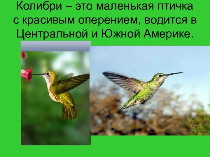 Колибри – это маленькая птичка с красивым оперением, водится в Центральной и Южной Америке.
