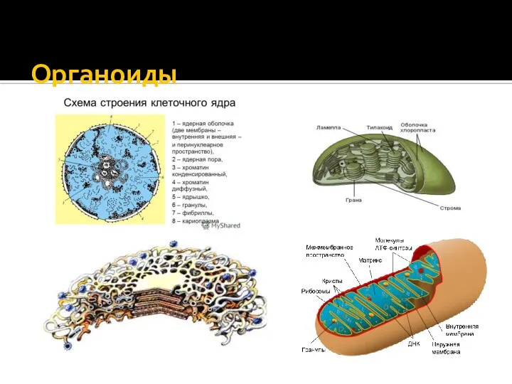 Органоиды