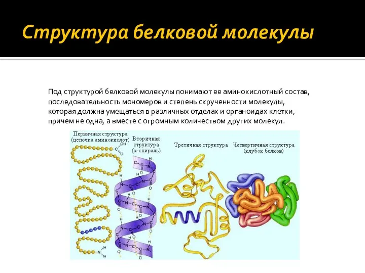 Структура белковой молекулы Под структурой белковой молекулы понимают ее аминокислотный состав, последовательность