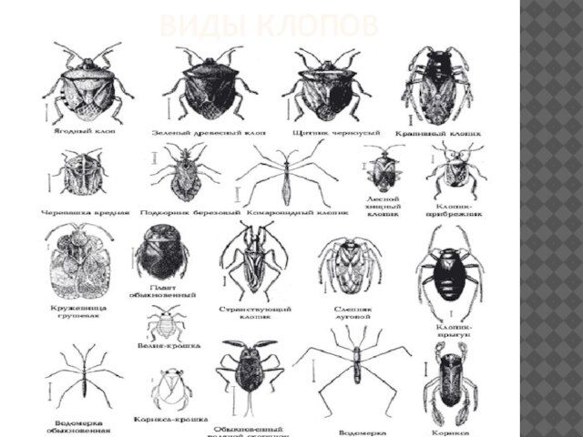 Разновидности Клопов Фото И Названия