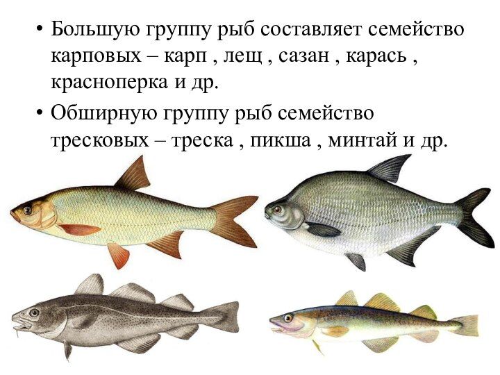 Карповые Рыбы Список С Фото