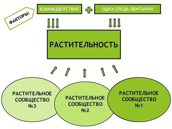Структура растительного сообщества тест. Структура растительного сообщества тест