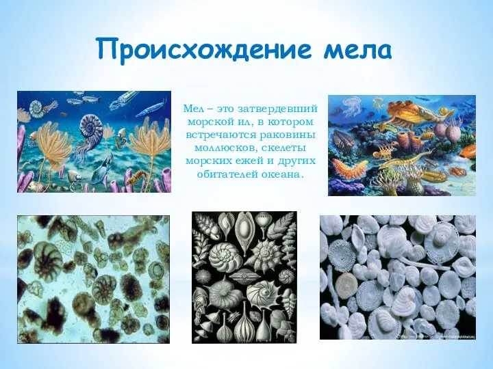 В нем часто встречаются раковины разнообразной. В нем часто встречаются раковины разнообразной