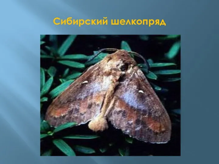 Сибирский шелкопряд