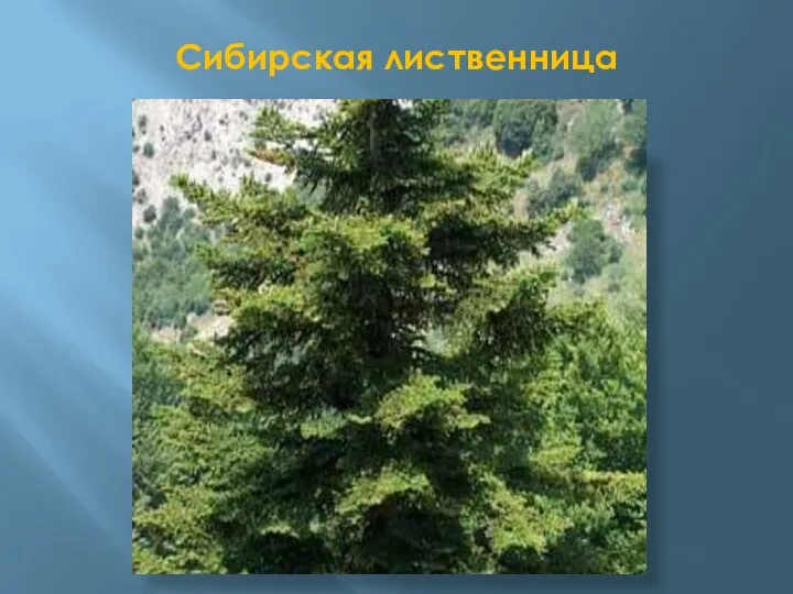 Сибирская лиственница