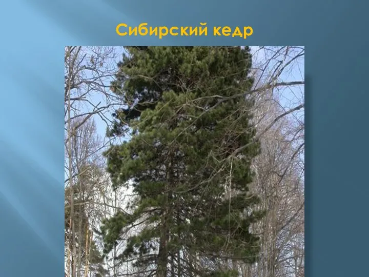 Сибирский кедр