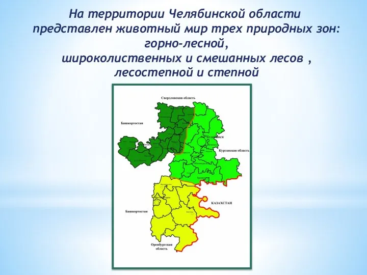 На территории Челябинской области представлен животный мир трех природных зон: горно-лесной, широколиственных