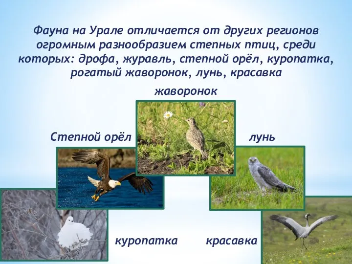 Фауна на Урале отличается от других регионов огромным разнообразием степных птиц, среди