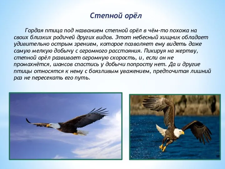 Гордая птица под названием степной орёл в чём-то похожа на своих близких