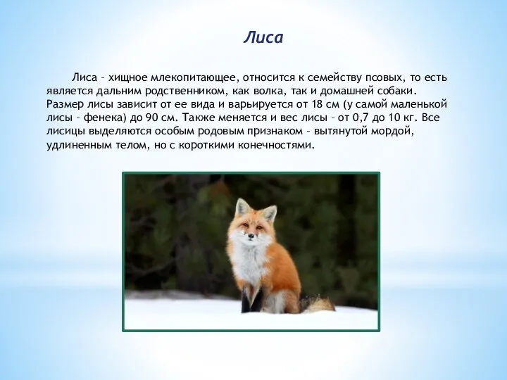 Лиса Лиса – хищное млекопитающее, относится к семейству псовых, то есть является