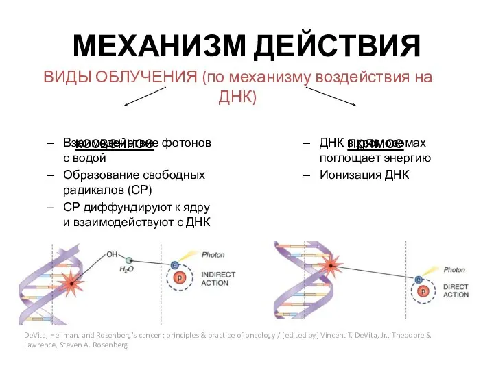 МЕХАНИЗМ ДЕЙСТВИЯ ВИДЫ ОБЛУЧЕНИЯ (по механизму воздействия на ДНК) косвенное прямое Взаимодействие