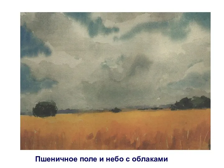 Пшеничное поле и небо с облаками