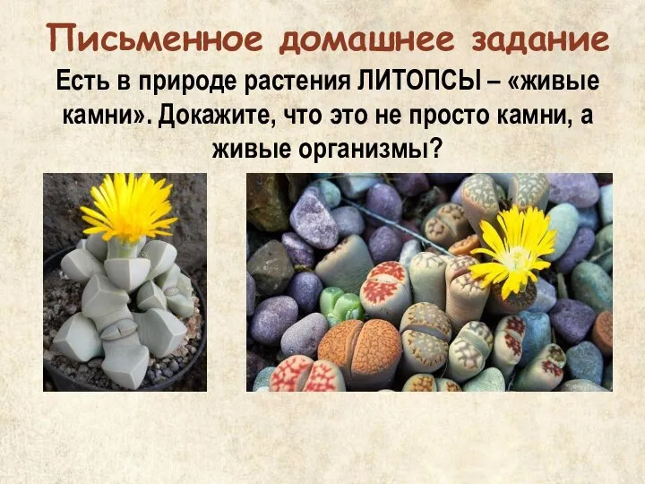 Есть в природе растения ЛИТОПСЫ – «живые камни». Докажите, что это не