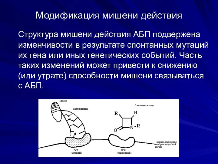 Модификация мишени действия Структура мишени действия АБП подвержена изменчивости в результате спонтанных