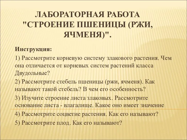 ЛАБОРАТОРНАЯ РАБОТА "СТРОЕНИЕ ПШЕНИЦЫ (РЖИ, ЯЧМЕНЯ)". Инструкция: 1) Рассмотрите корневую систему злакового