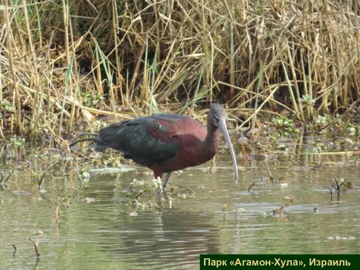 Парк «Агамон-Хула», Израиль