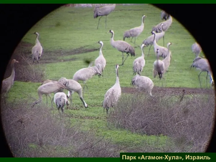 Парк «Агамон-Хула», Израиль